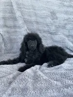 Pop, a male Poodle - Standard  for sale in Merced, CA – Photo 2 of 2