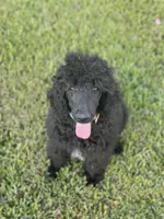 Pop, a male Poodle - Standard  for sale in Merced, CA – Photo 1 of 3