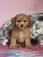 Bam, a male Poodle - Toy  for sale in Merced, CA – 3 of 3