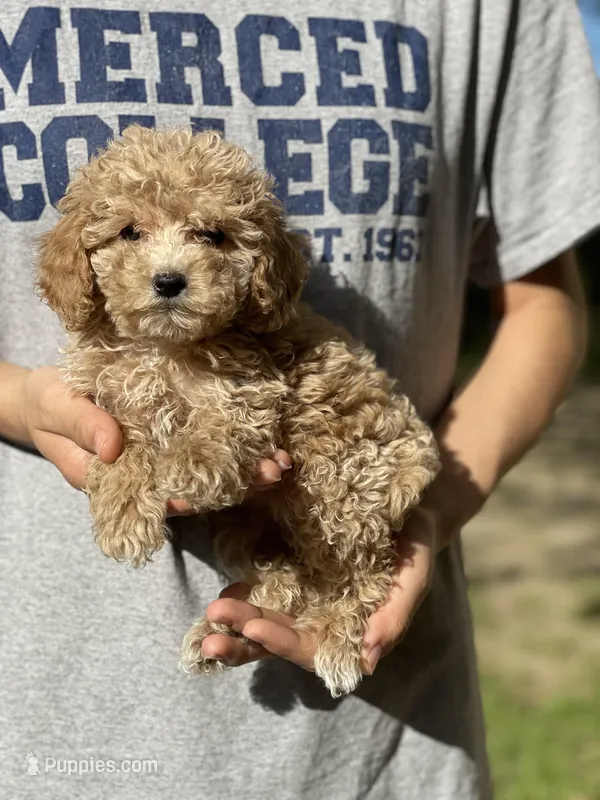 Pepper – Poodle - Toy  puppy for sale in Merced, CA