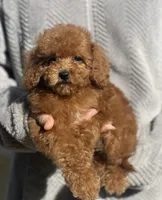 Pop, a male Poodle - Toy  for sale in Merced, CA – 1 of 3