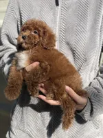 Pow, a male Poodle - Toy  for sale in Merced, CA – 2 of 3