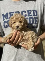 Mango, a female Poodle - Toy  for sale in Merced, CA – Photo 2 of 2