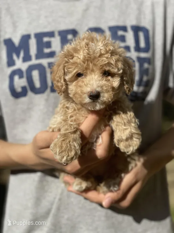 Mango – Poodle - Toy  puppy for sale in Merced, CA