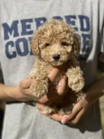 Mango, a female Poodle - Toy  for sale in Merced, CA – Photo 1 of 2