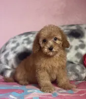 Poof , a male Poodle - Toy  for sale in Merced, CA – 3 of 3