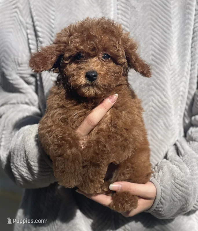 Bang – Poodle - Toy  puppy for sale in Merced, CA