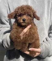 Bang, a male Poodle - Toy  for sale in Merced, CA – 1 of 3