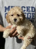 Cream, a female Poodle - Toy  for sale in Merced, CA – Photo 1 of 2