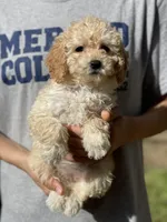 Cream, a female Poodle - Toy  for sale in Merced, CA – Photo 2 of 2