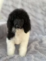 Bambam, a male Poodle - Standard  for sale in Merced, CA – Photo 1 of 2