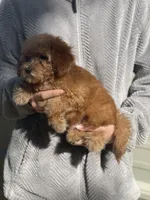 Poof , a male Poodle - Toy  for sale in Merced, CA – 2 of 3