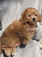 Bam, a male Poodle - Toy  for sale in Merced, CA – 1 of 3