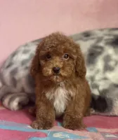 Pow, a male Poodle - Toy  for sale in Merced, CA – 3 of 3