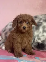 Bang, a male Poodle - Toy  for sale in Merced, CA – 3 of 3