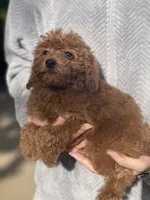Bang, a male Poodle - Toy  for sale in Merced, CA – 2 of 3