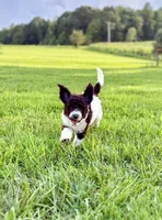 Ellie, a female Aussiedoodle for sale in Mooresville, NC – 3 of 3