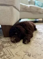 Maverick, a male Aussiedoodle for sale in Mooresville, NC – 7 of 8