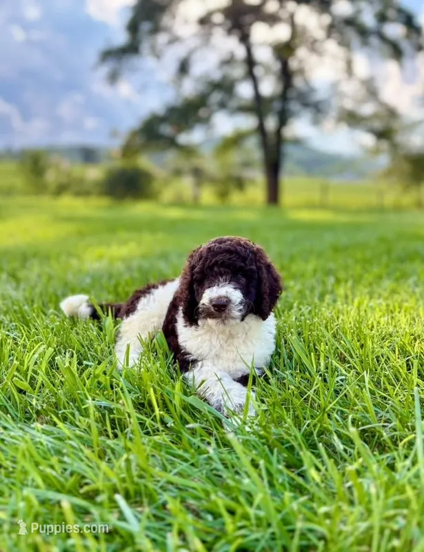 Ellie – Aussiedoodle puppy for sale in Mooresville, NC