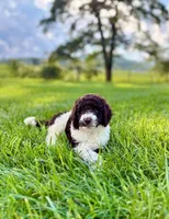 Ellie, a female Aussiedoodle for sale in Mooresville, NC – 1 of 3