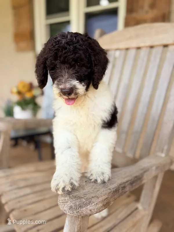 Eddie – Aussiedoodle puppy for sale in Mooresville, NC