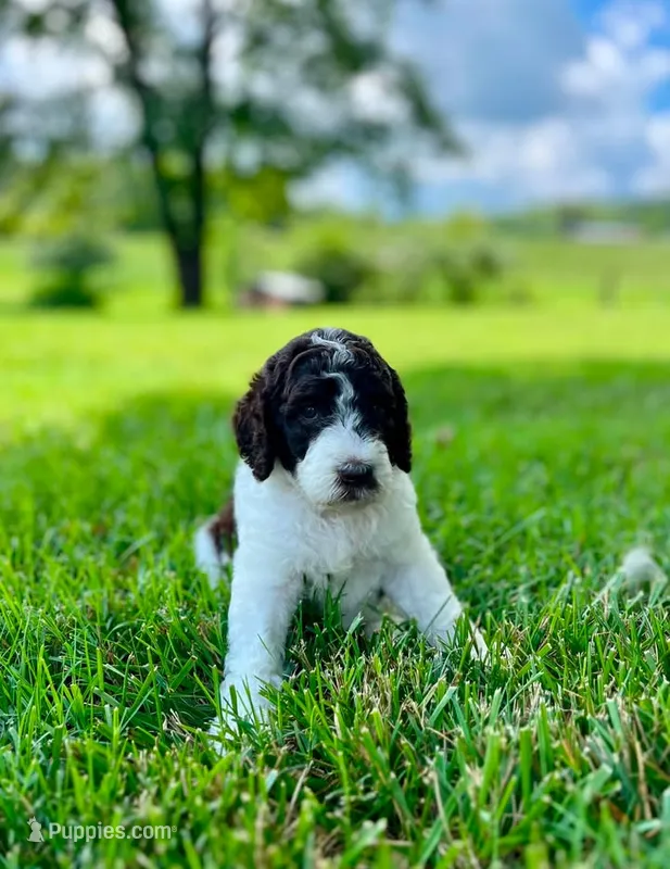 Evie – Aussiedoodle puppy for sale in Mooresville, NC