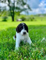 Evie, a female Aussiedoodle for sale in Mooresville, NC – 1 of 1