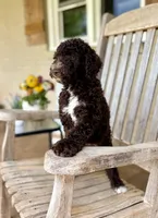 Emmy, a female Aussiedoodle for sale in Mooresville, NC – 2 of 5