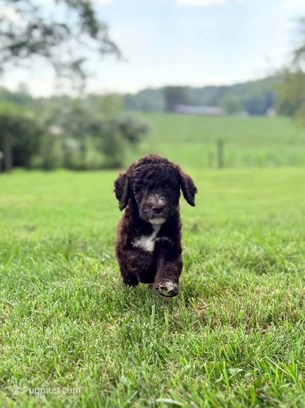 Maverick – Aussiedoodle puppy for sale in Mooresville, NC