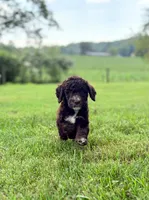 Maverick, a male Aussiedoodle for sale in Mooresville, NC – 1 of 1