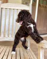 Emmy, a female Aussiedoodle for sale in Mooresville, NC – 5 of 5