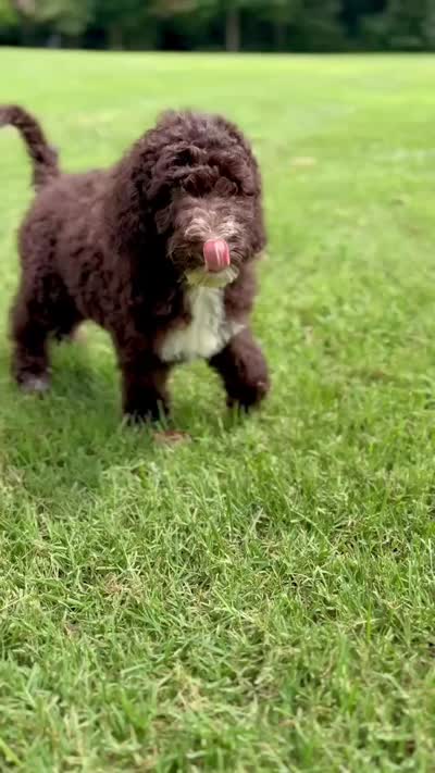Maverick, a male Aussiedoodle for sale in Mooresville, NC – 8 of 8