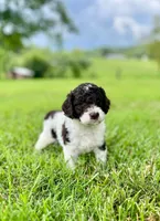 Eddie, a male Aussiedoodle for sale in Mooresville, NC – 1 of 1