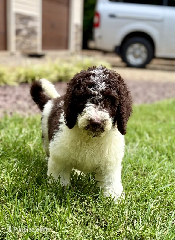 Evie – Aussiedoodle puppy for sale in Mooresville, NC