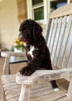 Emmy, a female Aussiedoodle for sale in Mooresville, NC – 3 of 5