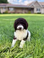 Ellie, a female Aussiedoodle for sale in Mooresville, NC – 2 of 3
