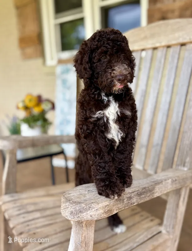 Emmy – Aussiedoodle puppy for sale in Mooresville, NC