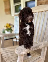 Emmy, a female Aussiedoodle for sale in Mooresville, NC – 1 of 5