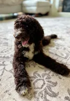 Maverick, a male Aussiedoodle for sale in Mooresville, NC – 6 of 8