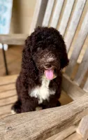 Maverick, a male Aussiedoodle for sale in Mooresville, NC – 2 of 8