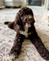 Maverick, a male Aussiedoodle for sale in Mooresville, NC – 3 of 8