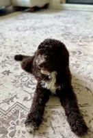 Maverick, a male Aussiedoodle for sale in Mooresville, NC – 4 of 8