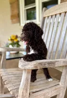 Emmy, a female Aussiedoodle for sale in Mooresville, NC – 4 of 5