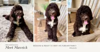 Maverick, a male Aussiedoodle for sale in Mooresville, NC – 5 of 8