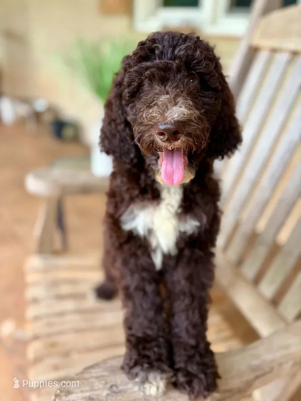 Maverick – Aussiedoodle puppy for sale in Mooresville, NC