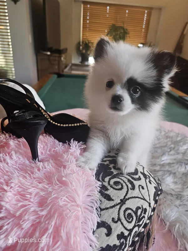 Missy – Pomeranian puppy for sale in Mesa, AZ