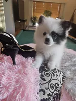 Missy, a female Pomeranian for sale in Mesa, AZ – 3 of 10