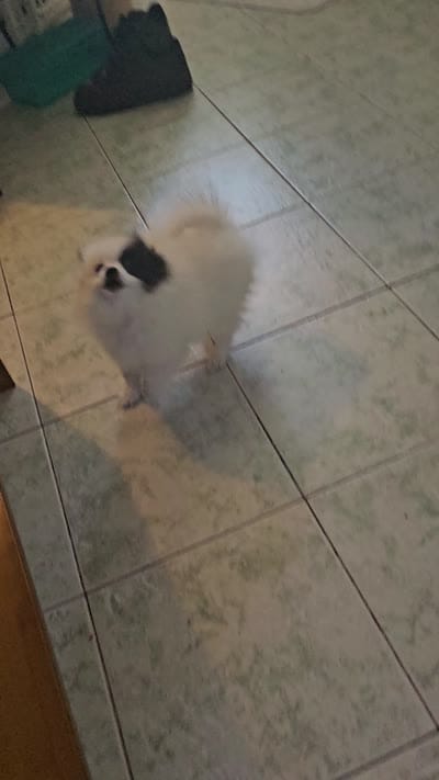 Boose, a female Pomeranian for sale in Mesa, AZ – 9 of 10