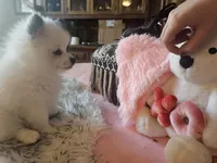 Missy, a female Pomeranian for sale in Mesa, AZ – 4 of 10