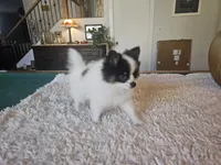 Helen, a female Pomeranian for sale in Mesa, AZ – 4 of 10